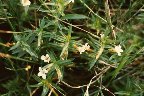 la gratiole officinale