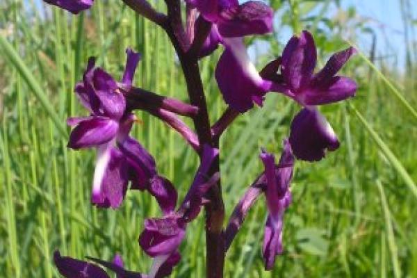 L'ochis à fleurs laches