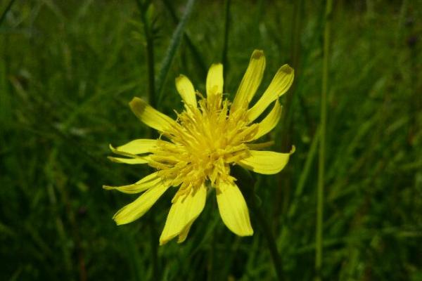 le scorzonere humble