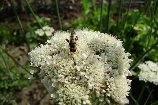 l'oenanthe à feuilles de peucedan