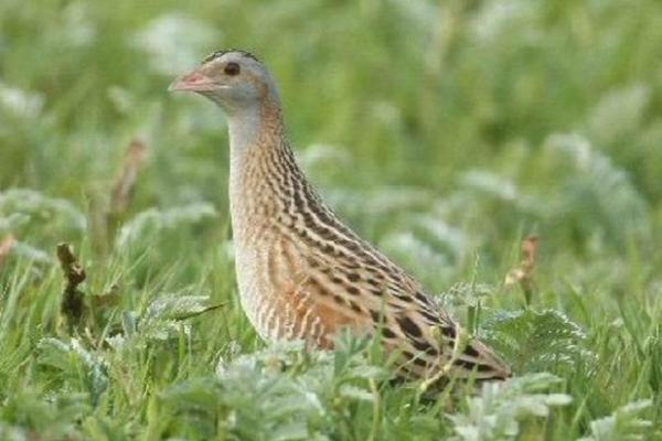 Le râle des genêts